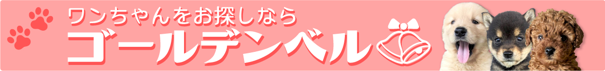 かわいいワンちゃんはゴールデンベル