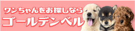 かわいい子犬をお探しならゴールデンベル