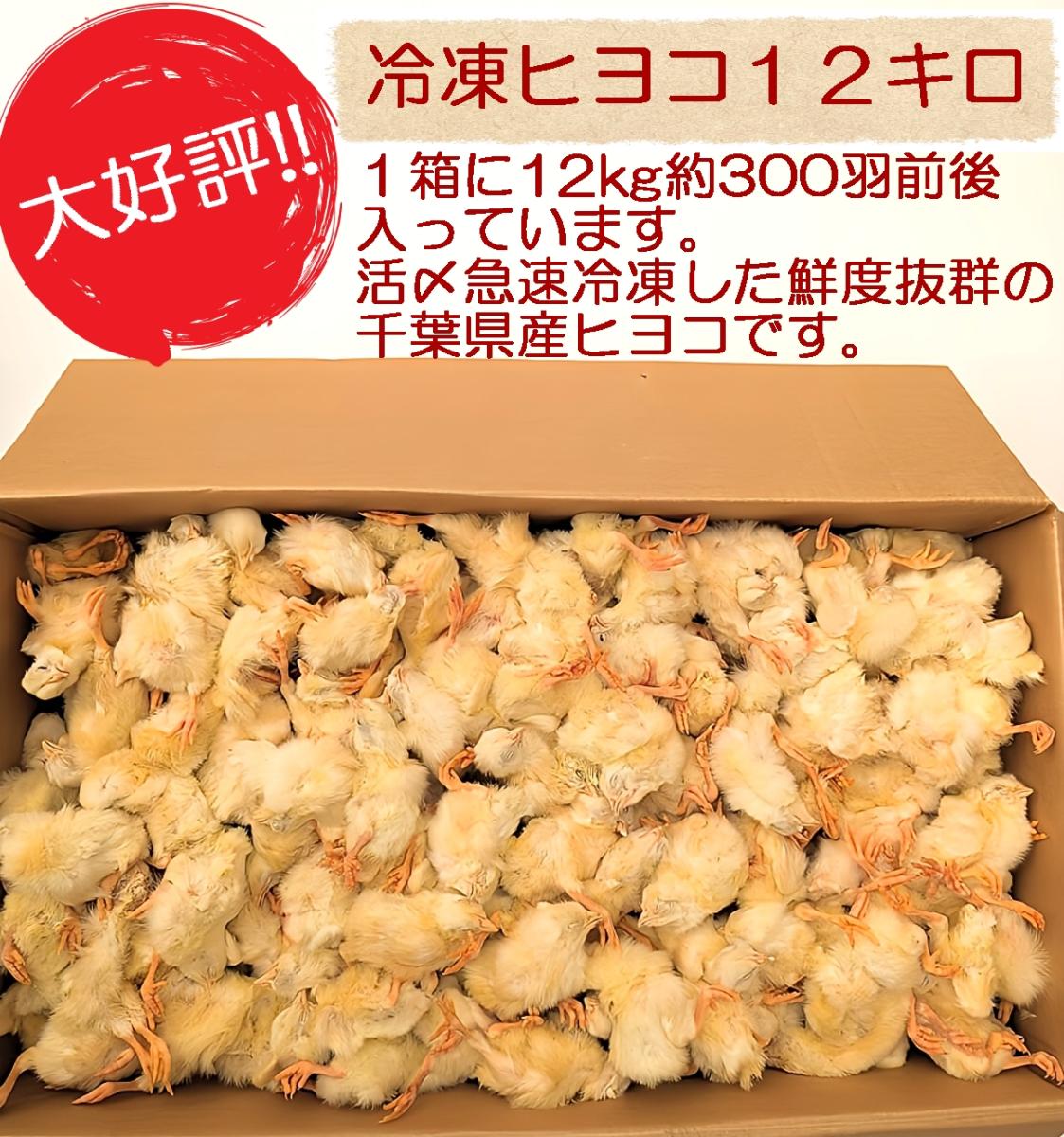 国産】冷凍ヒヨコ 100羽 ふわふわ鮮度抜群！ みにくい 