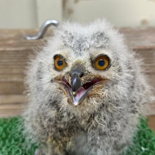 2026-04-21入荷 アフリカワシミミズクの販売情報イメージ2