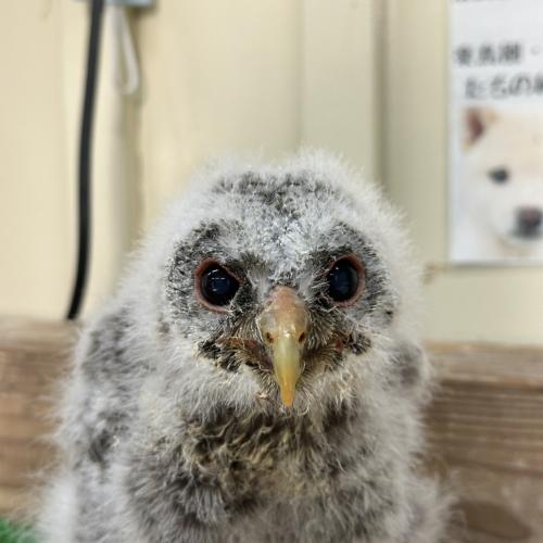 2026-04-18入荷 ウラルモリの販売情報イメージ2