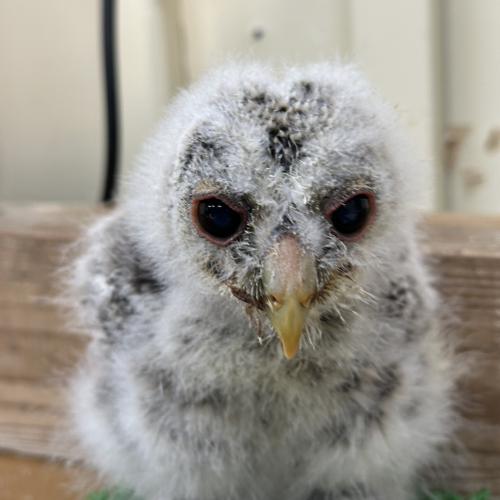 2026-04-18入荷 ウラルモリの販売情報イメージ2