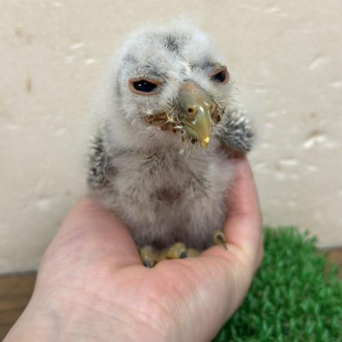 2026-04-18入荷 ウラルモリの販売情報イメージ3