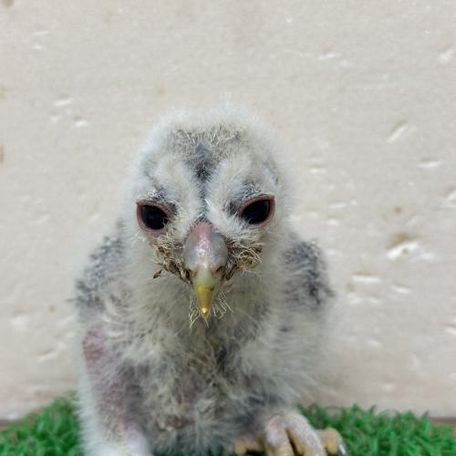 2026-04-18入荷 ウラルモリの販売情報イメージ3