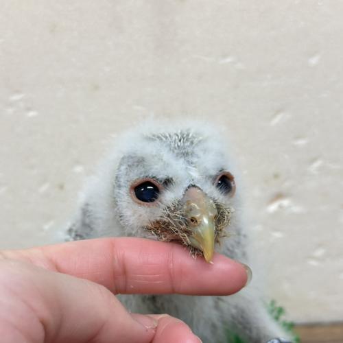 2026-04-18入荷 ウラルモリの販売情報イメージ4