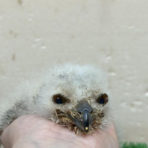 アフリカワシミミズク