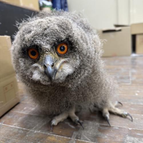 ユーラシアワシミミズク