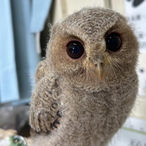 カラードオオコノハズクイメージ