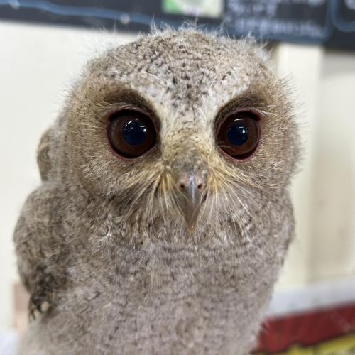 カラードオオコノハズクイメージ