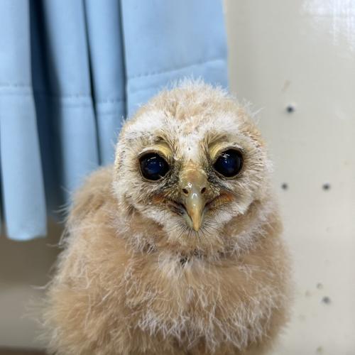 ナンベイヒナフクロウイメージ