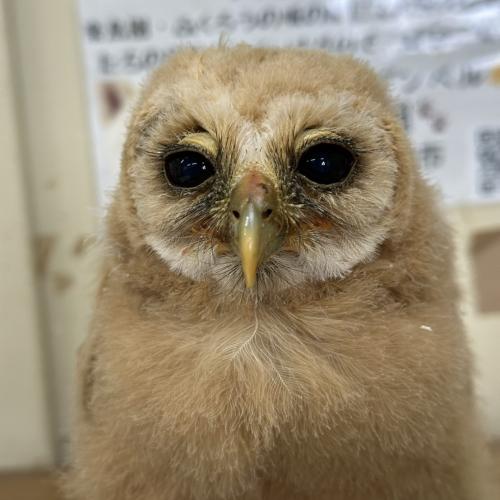 ナンベイヒナフクロウイメージ