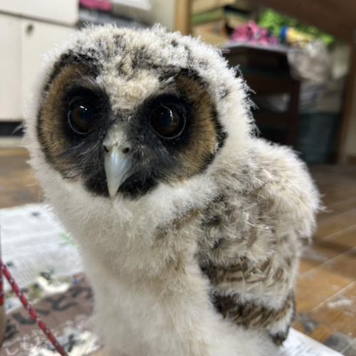 2026-07-04入荷 オオフクロウの販売情報イメージ2
