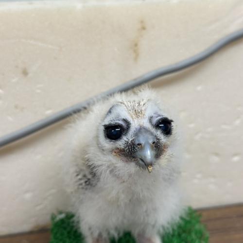 2026-07-04入荷 オオフクロウの販売情報イメージ3