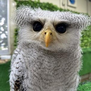 マレーワシミミズクイメージ