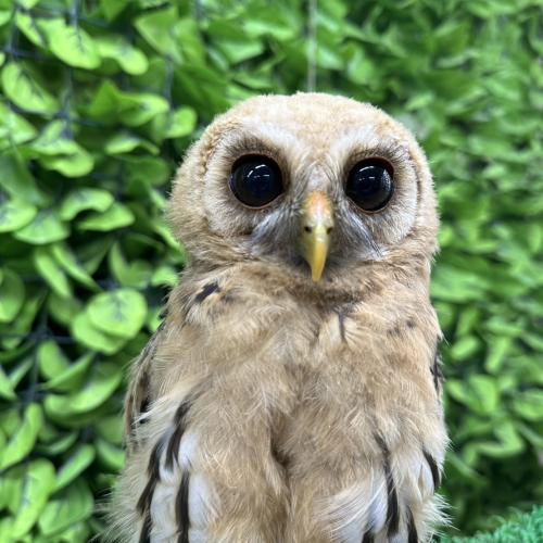 ナンベイヒナフクロウイメージ