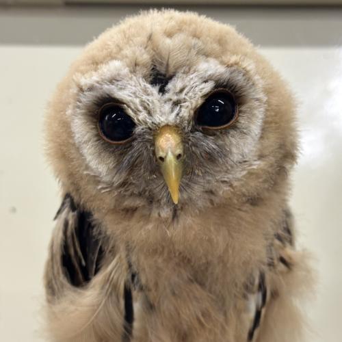 ナンベイヒナフクロウイメージ