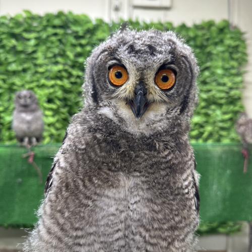 アフリカワシミミズクイメージ