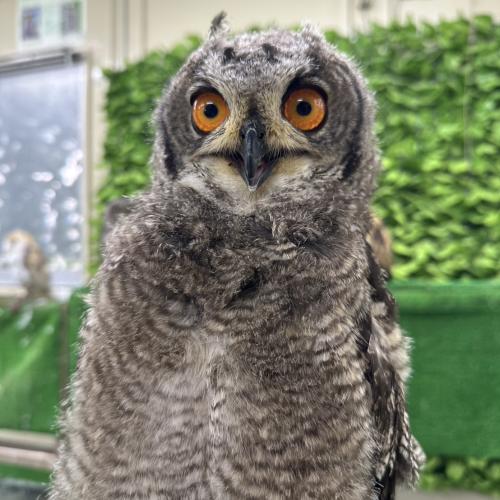 2026-07-04入荷 アフリカワシミミズクの販売情報イメージ2