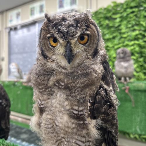 2026-07-04入荷 アフリカワシミミズクの販売情報イメージ2