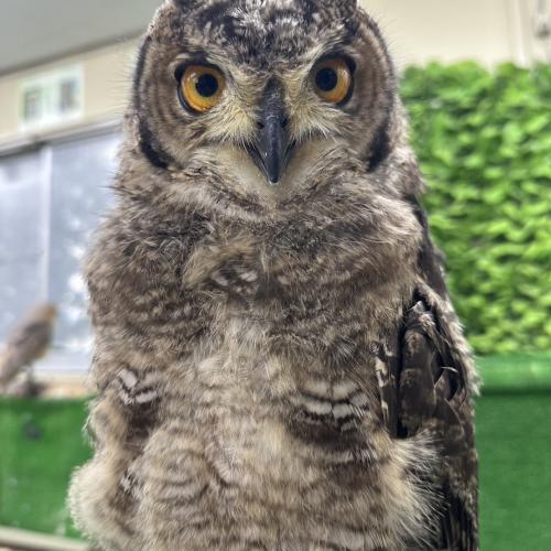 アフリカワシミミズクイメージ