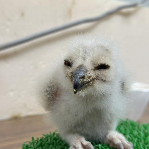 2026-07-04入荷 アフリカワシミミズクの販売情報イメージ4