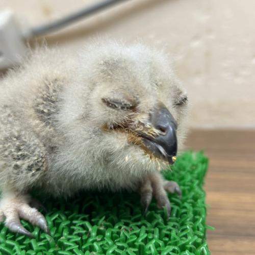 2026-07-04入荷 アフリカワシミミズクの販売情報イメージ4