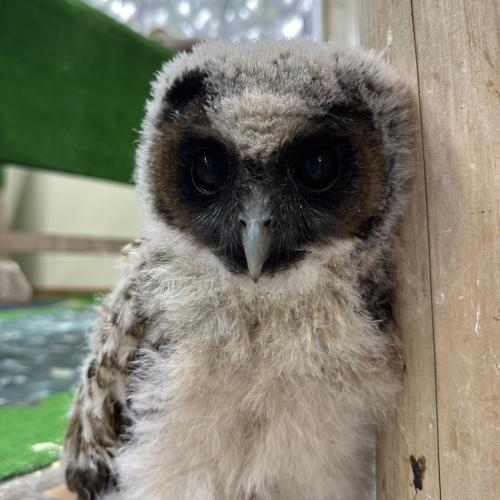 オオフクロウイメージ