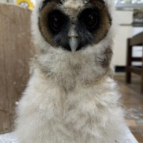 オオフクロウイメージ