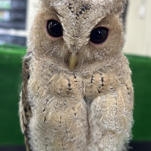 カラードオオコノハズクイメージ
