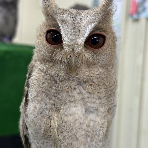 カラードオオコノハズクイメージ2