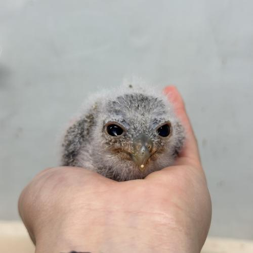 2026-07-04入荷 アビシニアンワシミミズクの販売情報イメージ4