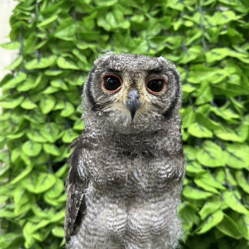 アビシニアンワシミミズクイメージ