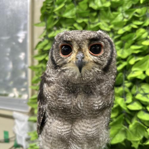 2026-07-04入荷 アビシニアンワシミミズクの販売情報イメージ2