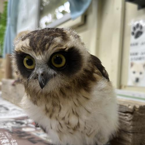 2026-09-01入荷 ニュージーランドアオバズクの販売情報イメージ2