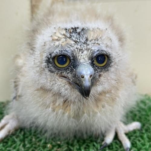 2026-09-01入荷 ニュージーランドアオバズクの販売情報イメージ4