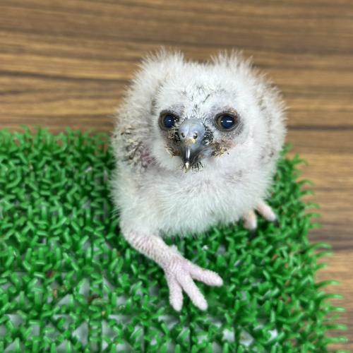 2026-09-01入荷 ニュージーランドアオバズクの販売情報イメージ6