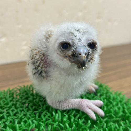 2026-09-01入荷 ニュージーランドアオバズクの販売情報イメージ5