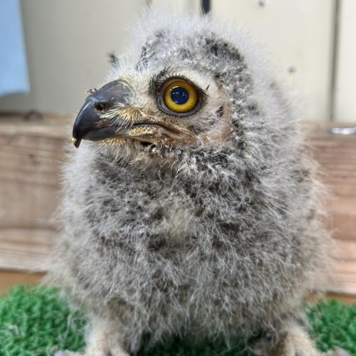 2026-04-21入荷 アフリカワシミミズクの販売情報イメージ3