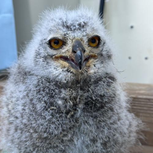 2026-04-21入荷 アフリカワシミミズクの販売情報イメージ2