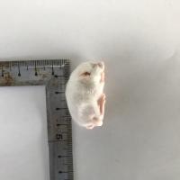 冷凍マウス 国産冷凍ファジーマウス(10匹入)の販売情報イメージ2