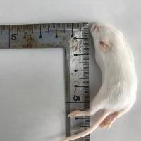 冷凍マウス 国産冷凍マウス　ホッパー10匹の販売情報イメージ2