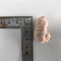 冷凍マウス 国産冷凍ピンクマウスL　25匹の販売情報イメージ1