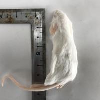 冷凍マウス 国産冷凍マウスアダルトM　10匹の販売情報イメージ2