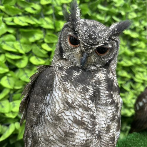 2026-07-04入荷 アビシニアンワシミミズクの販売情報イメージ2