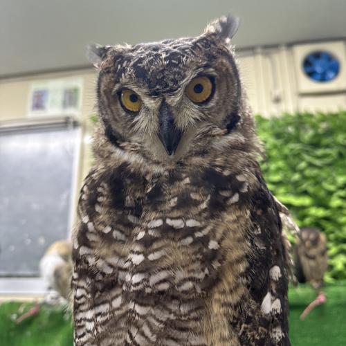 2026-07-04入荷 アフリカワシミミズクの販売情報イメージ2