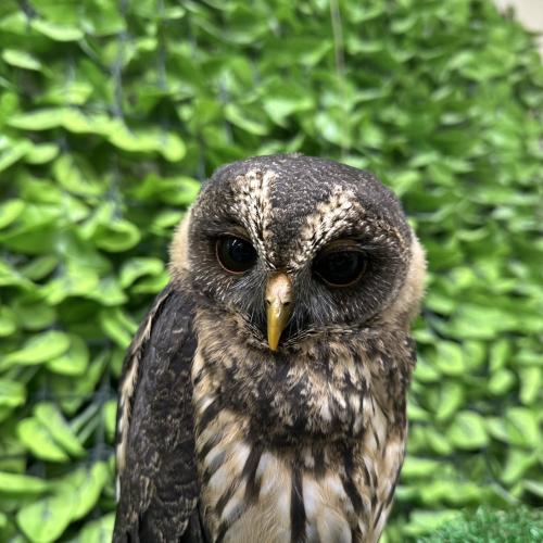 ナンベイヒナフクロウイメージ