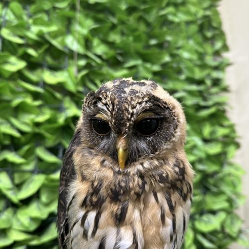 ナンベイヒナフクロウイメージ