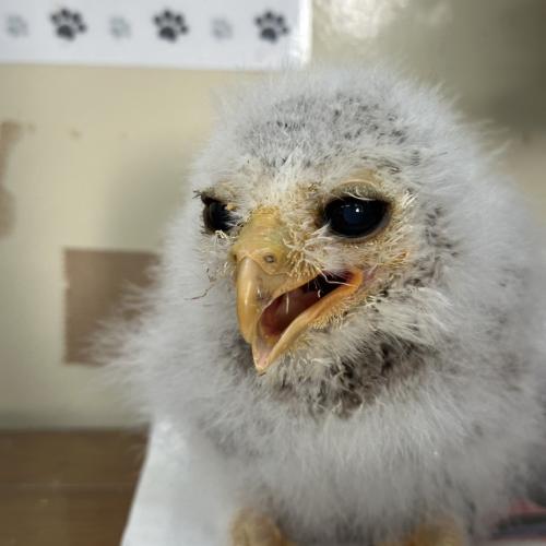 2026-04-18入荷 マレーワシミミズクの販売情報イメージ2