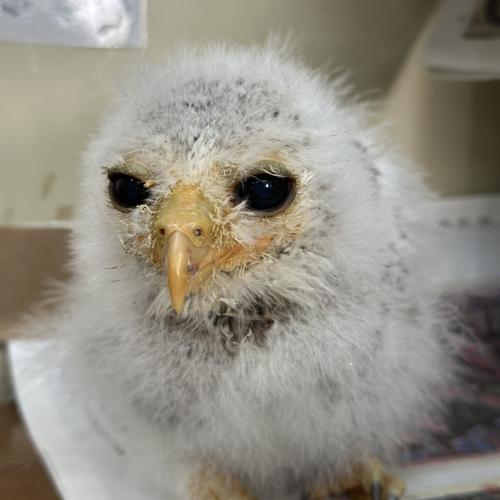 マレーワシミミズク