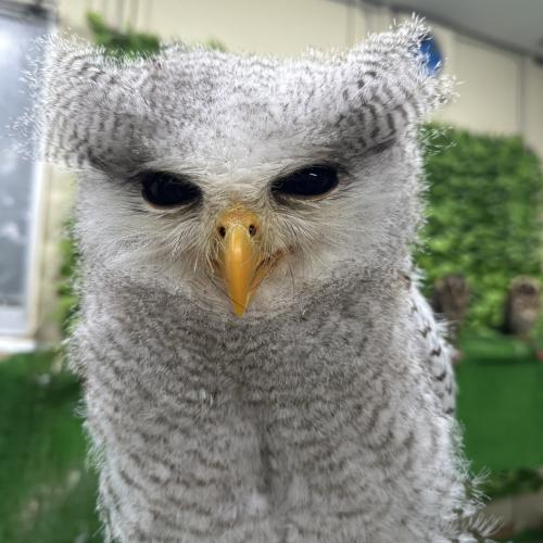 2026-04-18入荷 マレーワシミミズクの販売情報イメージ3